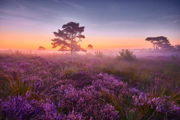 オランダのフェルウェ・ザイデハイデ公園に咲くヘザー。オランダ - flower landscape heather sky ストックフォトと画像