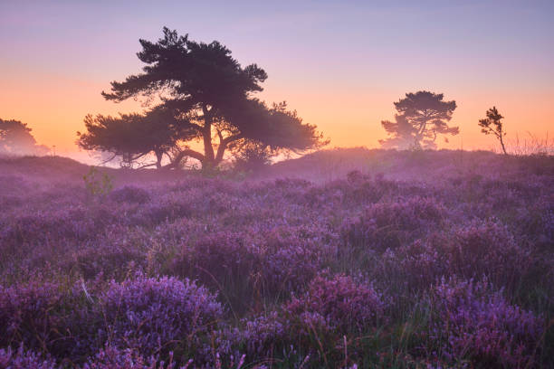 istock Blooming heather on the Veluwe Zuiderheide park , Netherlands. Holland 1445983405