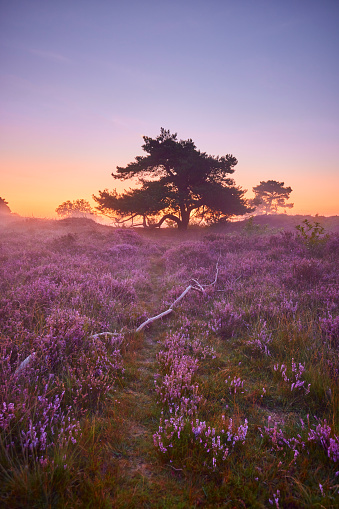 Blooming heather field in the Netherlands near Hilversum Veluwe Zuiderheide, blooming pink purple heather fields in the morning with mist and fog during sunrise Netherlands Europe. There is a tree in the middle of the field.