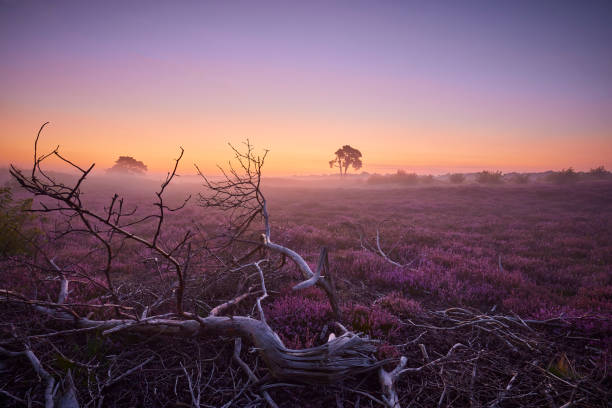istock Heather in the fog during sunrise,Zuiderheide, Netherlands. 1445983447