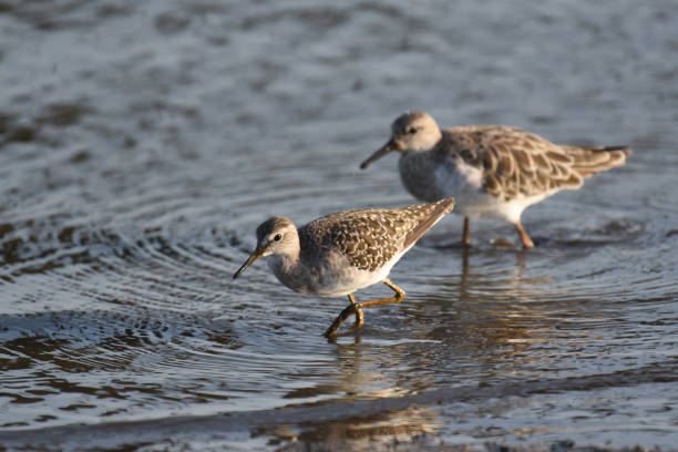istock Wood Sandpiper (Tringa glareola) in winter plumage 1445983573