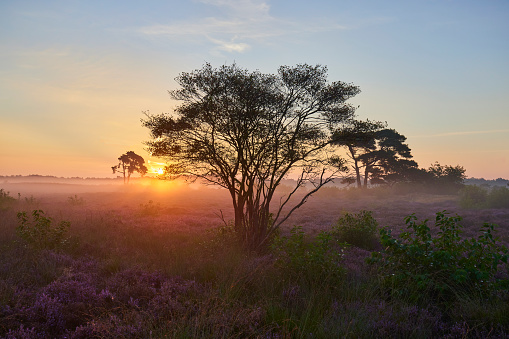 Blooming heather field in the Netherlands near Hilversum Veluwe Zuiderheide, blooming pink purple heather fields in the morning with mist and fog during sunrise Netherlands Europe. There is a tree in the field where the sun shines through, causing the sun's rays.