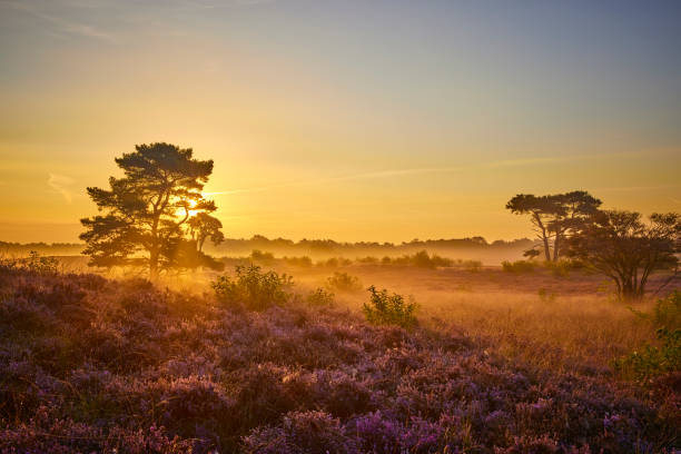 istock Blooming heather on the Veluwe Zuiderheide park , Netherlands. Holland 1445983842