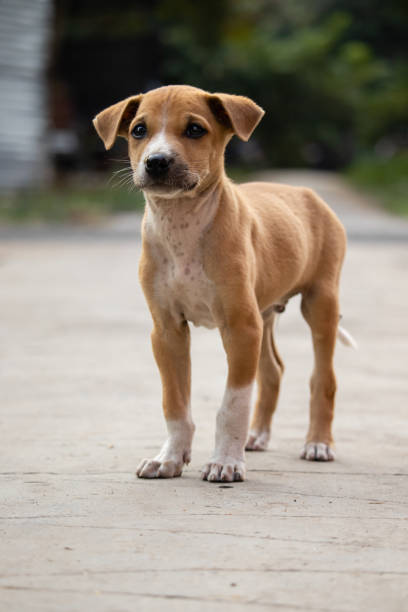 istock Roadside street puppy 1445983862