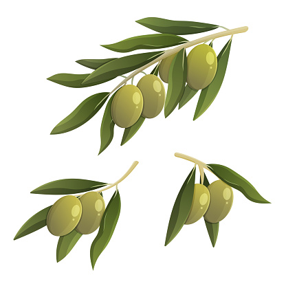 Green olive branch. Cartoon vector isolated illustration