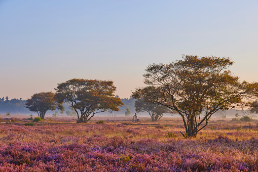 Blooming heather field in the Netherlands near Hilversum Veluwe Zuiderheide, blooming pink purple heather fields in the morning with mist and fog during sunrise Netherlands Europe. There are some trees spread over the field. A man on his bike rides through the countryside.