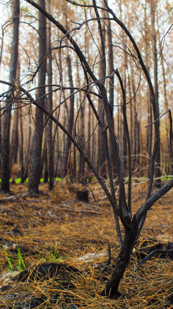 istock Charred forest in Gironde 1445986314