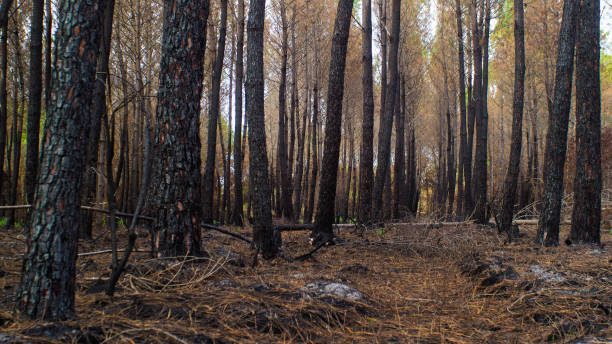 istock Charred forest in Gironde 1445986317