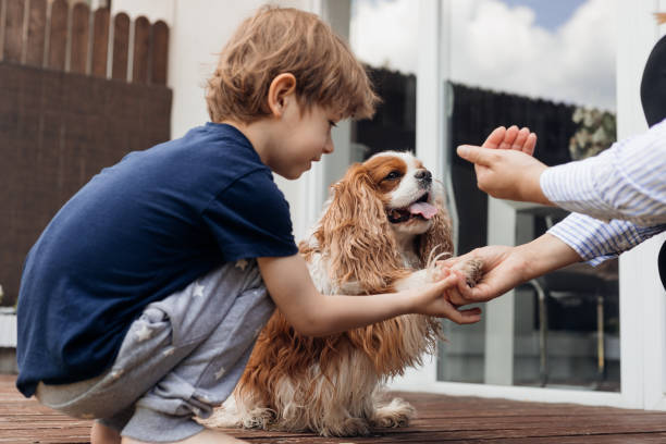 seitenansicht kleiner neugieriger junge füttern und training smart dog coker spaniel in der nähe des hauses. tier gibt pfote an abgeschnittene frauenhand - animal sitting brown dog stock-fotos und bilder