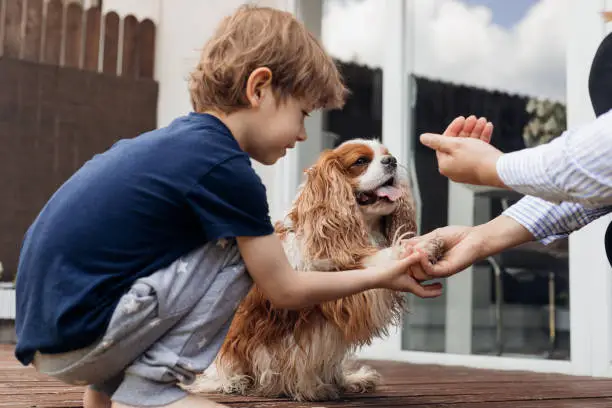 Side view little curious boy feeding and training smart dog Cavalier King Charles coker spaniel near house. Animal giving paw to cropped woman hand. Give snacks to pet to praise. Friend and companion