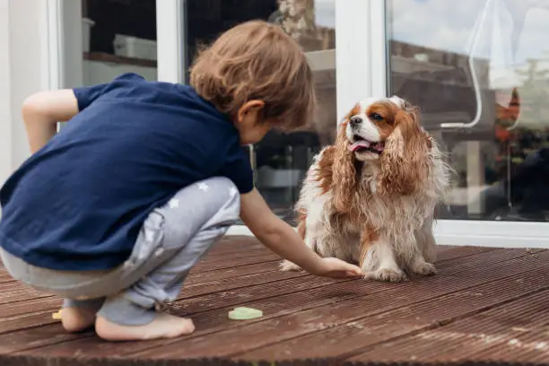 Rearview of little barefoot boy feeding, training smart dog Cavalier King Charles coker spaniel near house. Obedient pet, new command. Giving a paw. Give snacks to pet to praise. Friend and companion