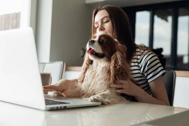 Calm and concentrated young brown haired woman sitting in kitchen with dog coker Cavalier King Charles spaniel, working on laptop. Watching online webinar, typing and talking on video call meeting