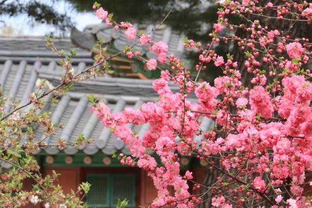 istock Red Plum Blossoms and the Palace 1445987181