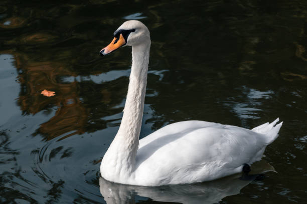 istock White swan waterbird on pond with reflection 1445987286
