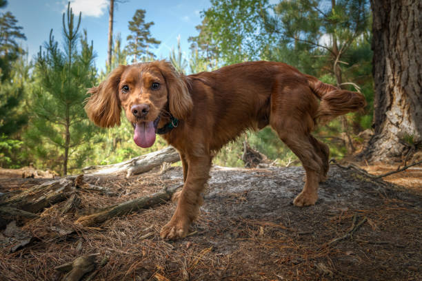 istock Working cocker spaniel puppy close up in a forest 1445988295