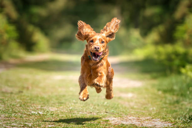 istock Working cocker spaniel puppy running in a forest 1445988428