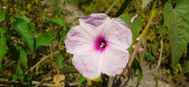 istock Pink Morning Glory Flower on Green Leaves Background 1445988454