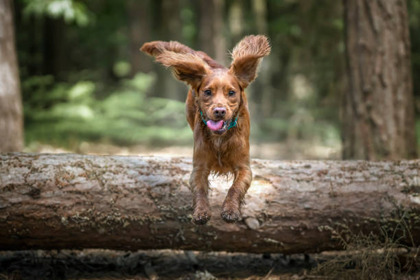 istock Working cocker spaniel puppy jumping over a log in a forest 1445988498