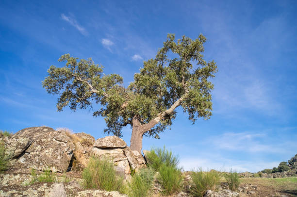 istock Detail of a young tree growing between large granite rocks. 1445988764