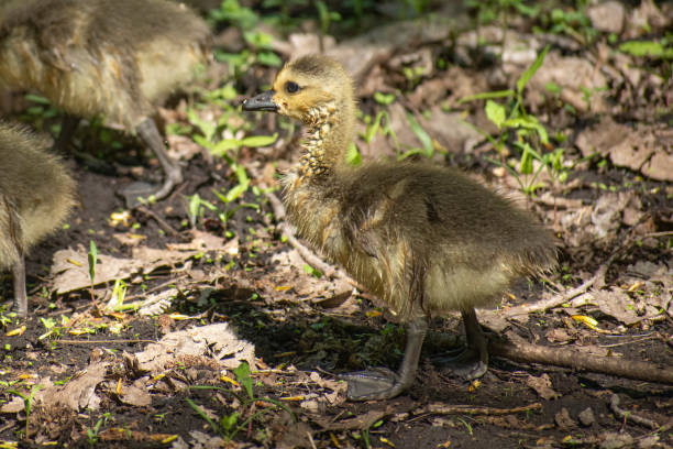 istock wet baby goose 1445990278