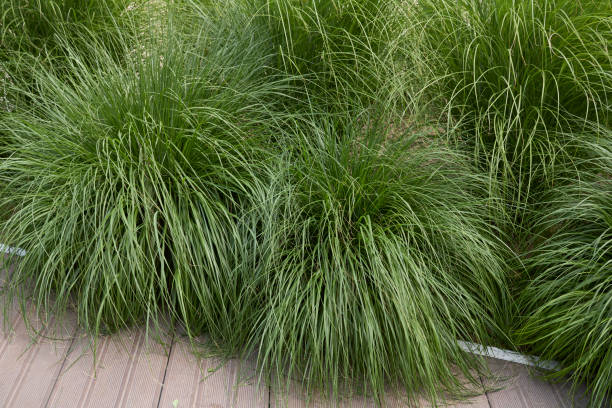 istock Miscanthus sinensis plant close up 1445991054