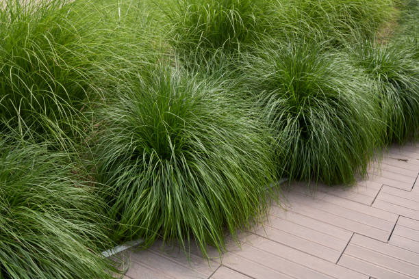 istock Miscanthus sinensis plant close up 1445991055