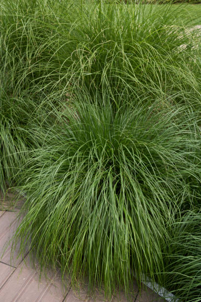 istock Miscanthus sinensis plant close up 1445991062