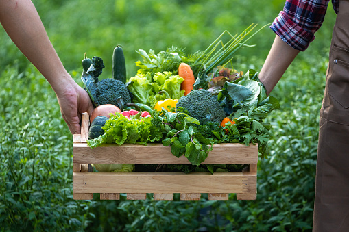 Hand of farmers carrying the wooden tray full of freshly pick organics vegetables at the garden for harvest season and healthy diet food