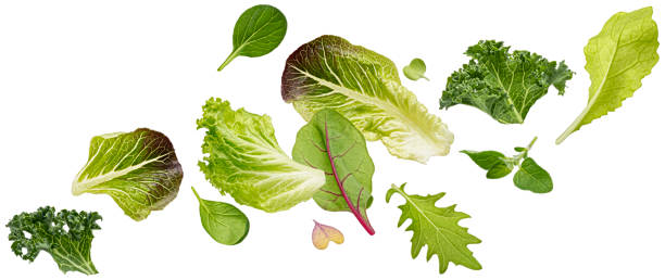 падающие листья салата выделены на белом фоне - kale chard vegetable cabbage стоковые фото и изображения