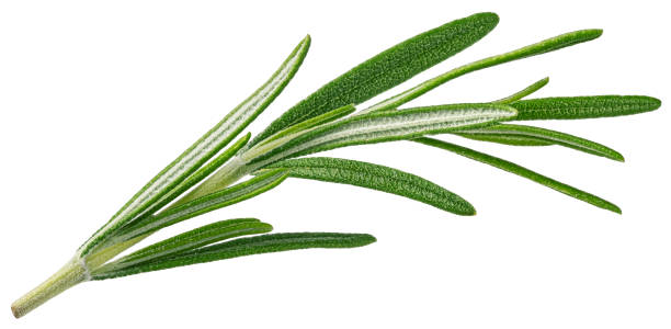 istock Rosemary twig isolated on white background 1445993165