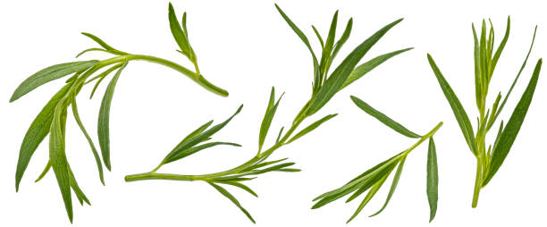 tarragon leaves isolated on white background with clipping path - tarragon close up herb bunch imagens e fotografias de stock