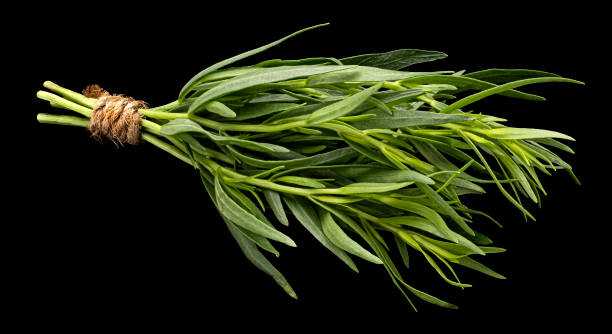 tarragon bunch isolated on black background - tarragon close up herb bunch imagens e fotografias de stock