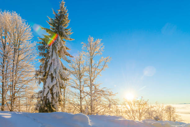 istock Scenic Christmas tree in the wild. 1445993467