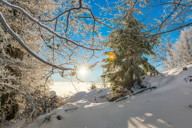 istock Beautiful winter morning in the wild. 1445993469