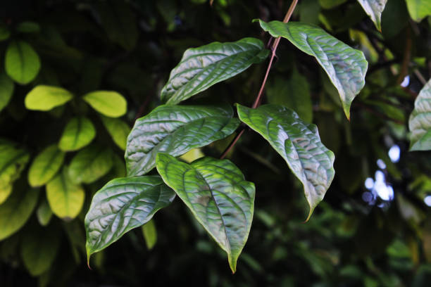 istock Piper sarmentosum Roxb. plant leaves 1445994531
