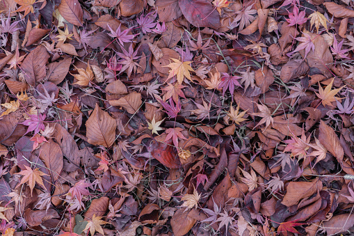 Colorful fallen autumn leaves nature background