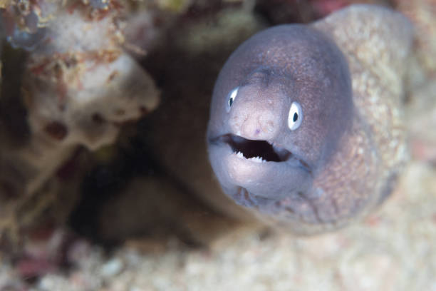 istock White eyed moray eel on coral reef - Greyface moray eel - Gymnothorax thyrsoideus 1445997956