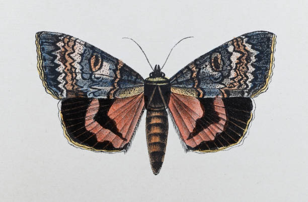 красное подкрылье (catocala nupta) - винтажная цветная иллюстрация - moth stock illustrations