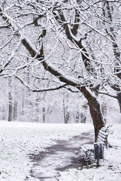 istock First snow in city park 1445999151