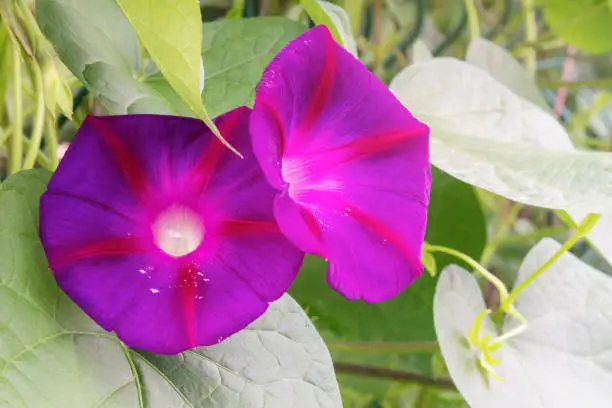 Purple bells flowers. Blooming climbing plant with selective focus in summer season.