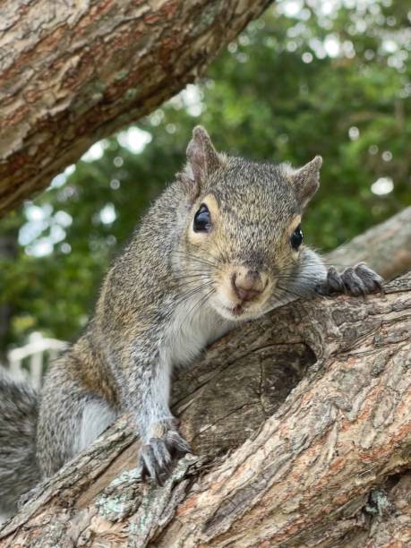 squirrel the squirrel looks at me curious eastern chipmunk photos stock pictures, royalty-free photos & images