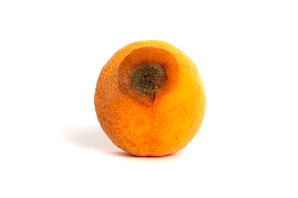 istock Spoilt apricot rotten isolated on white background. Ugly fruit. 1446000573