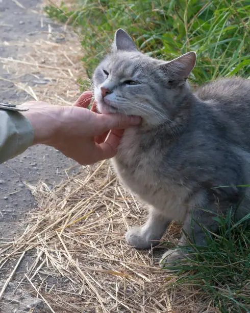 Human hand touching light gray squinting cat outdoor. Pet love.
