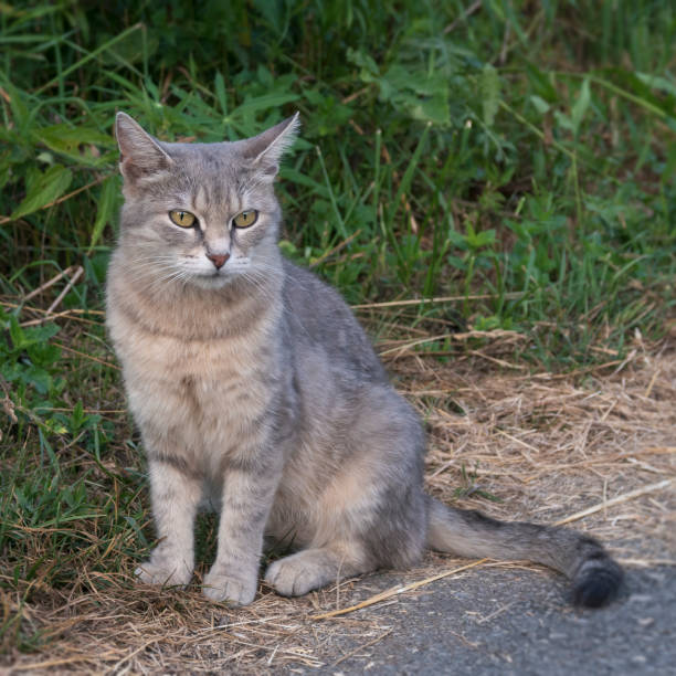 istock Gray cat sitting on walkway. Green grass in background. Selective focus. 1446000827