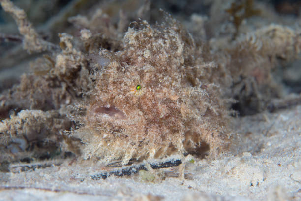 istock Shaggy frogfish camouflaging in on sandy dive site 1446000917