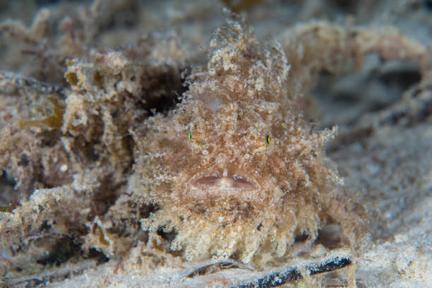 Shaggy frogfish camouflaging in on sandy dive site