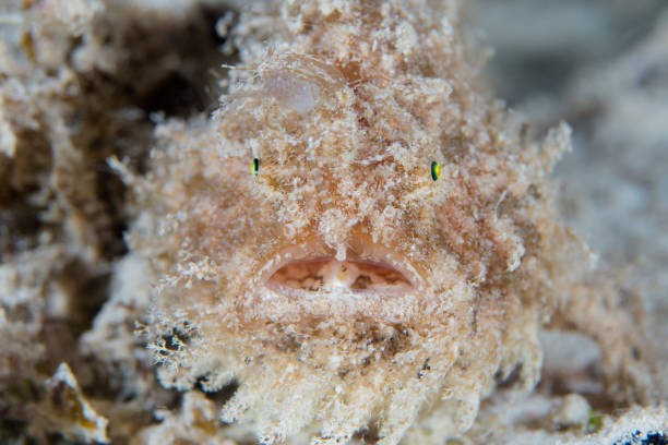 pesce rana irsuto che si mimetizza sul sito di immersione sabbioso - straited foto e immagini stock