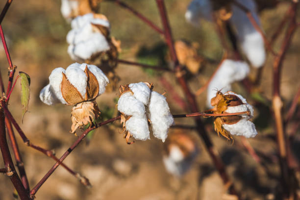 cotton bolls on a bush in a field stock photo