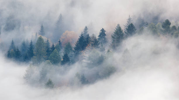 istock Misty forest valley in autumn morning. 1446001224