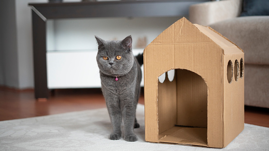 Pet cat stands next to his cardboard house
